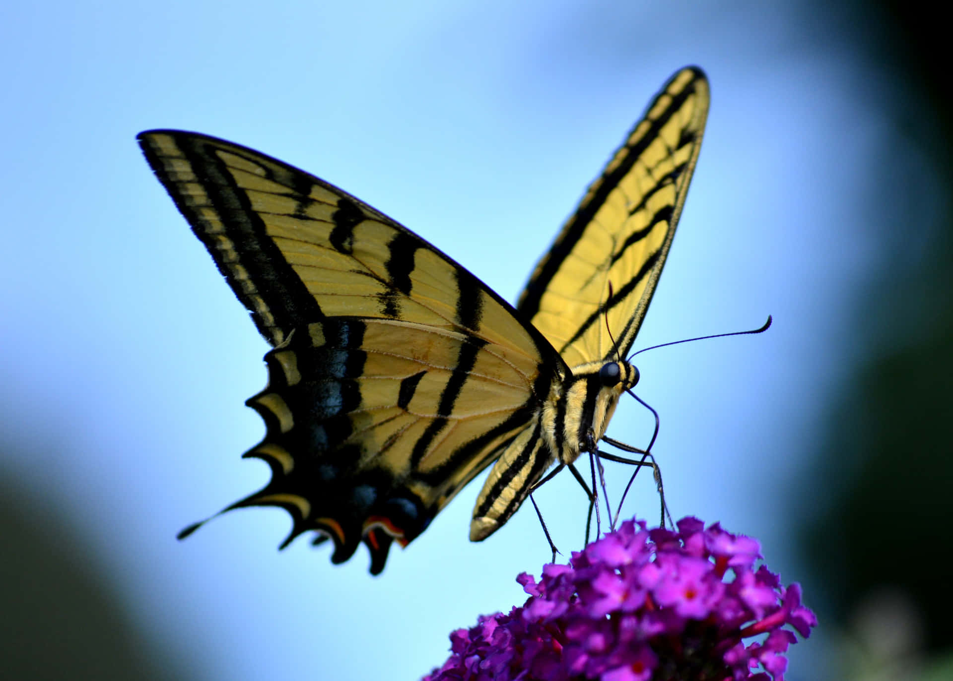 Profilodi Una Farfalla Colorata