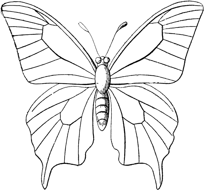 Butterfly Sketch Outline.png PNG