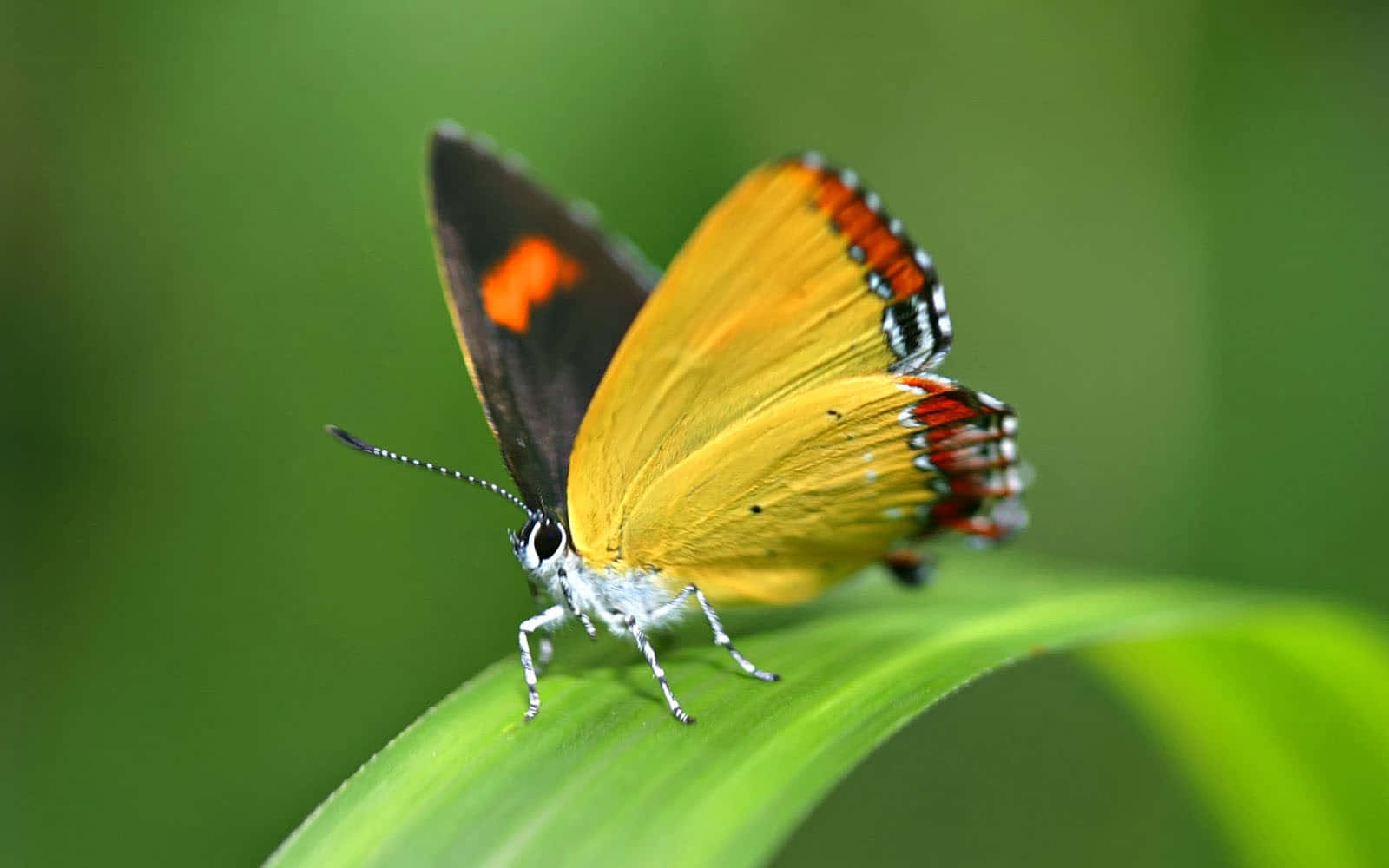 Brilliantly Colored Butterfly Species Wallpaper