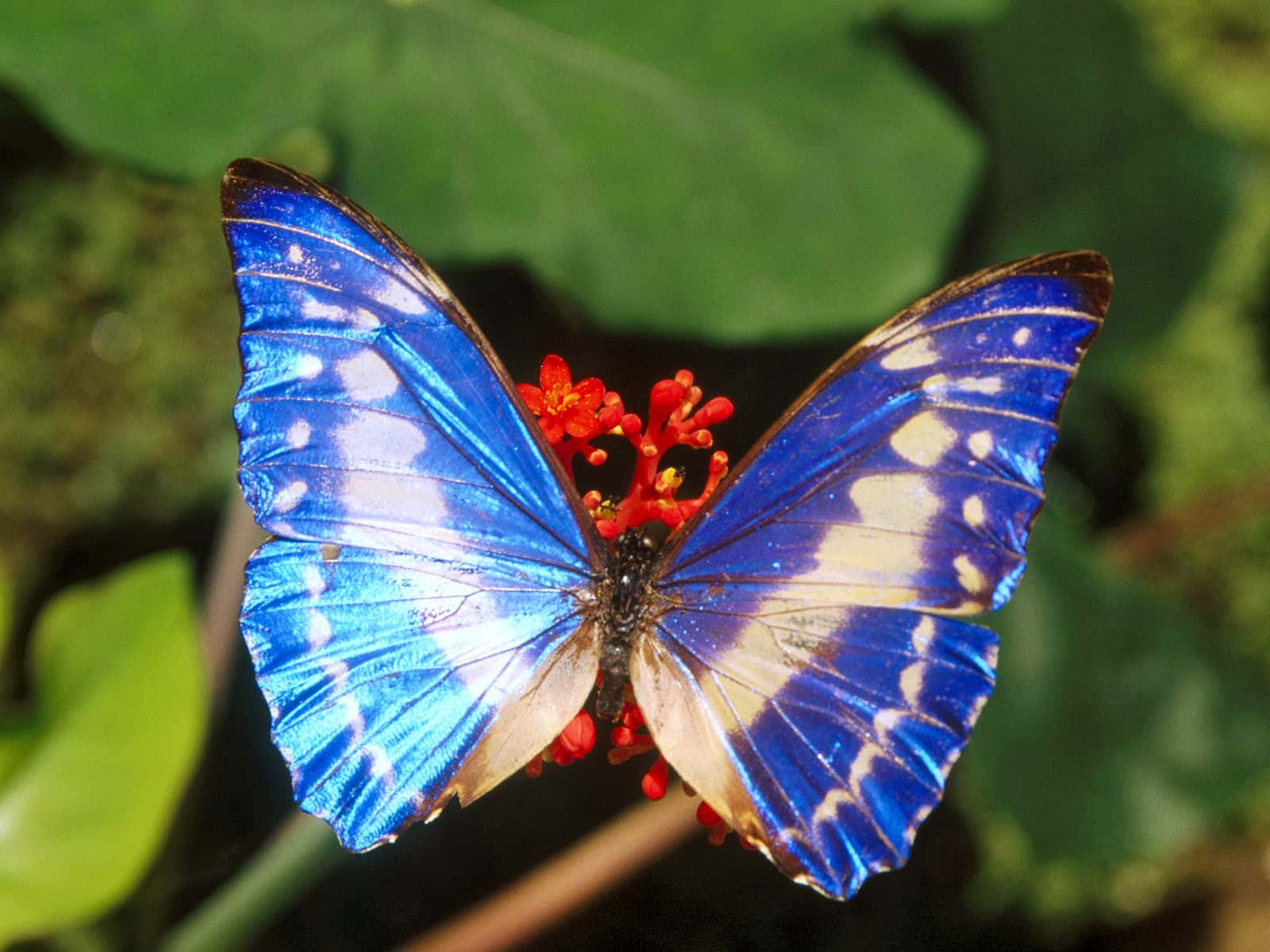 Spectacularly Colorful Morpho Butterfly Species Wallpaper