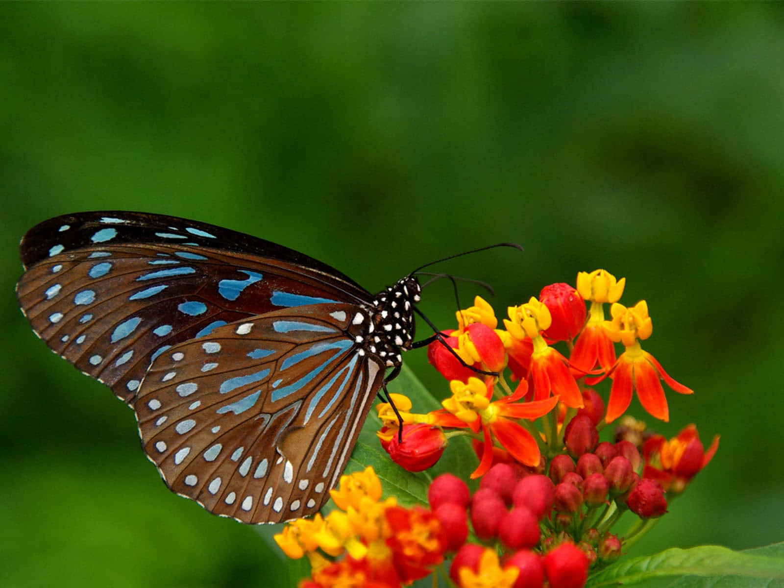 "Beauty and Variety of the Amazing Butterfly Species" Wallpaper