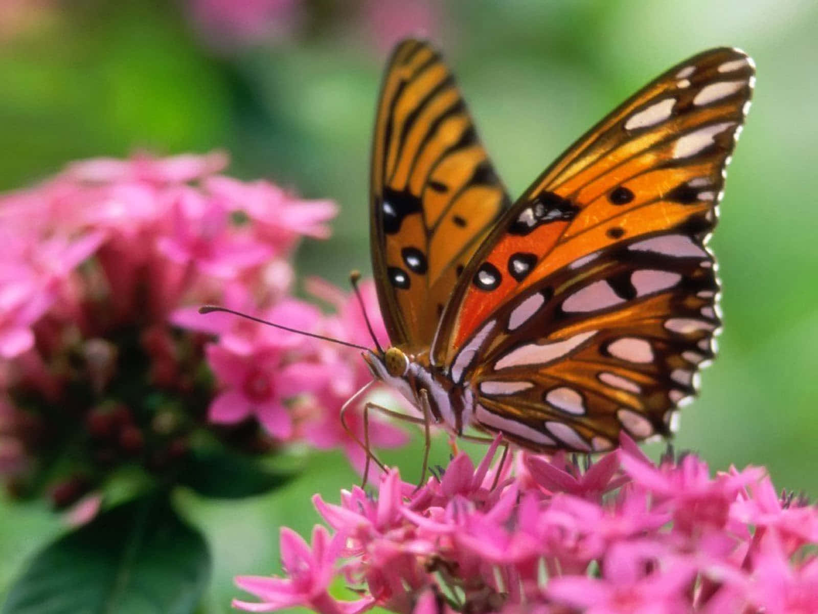 The Beautiful Monarch Butterfly Wallpaper