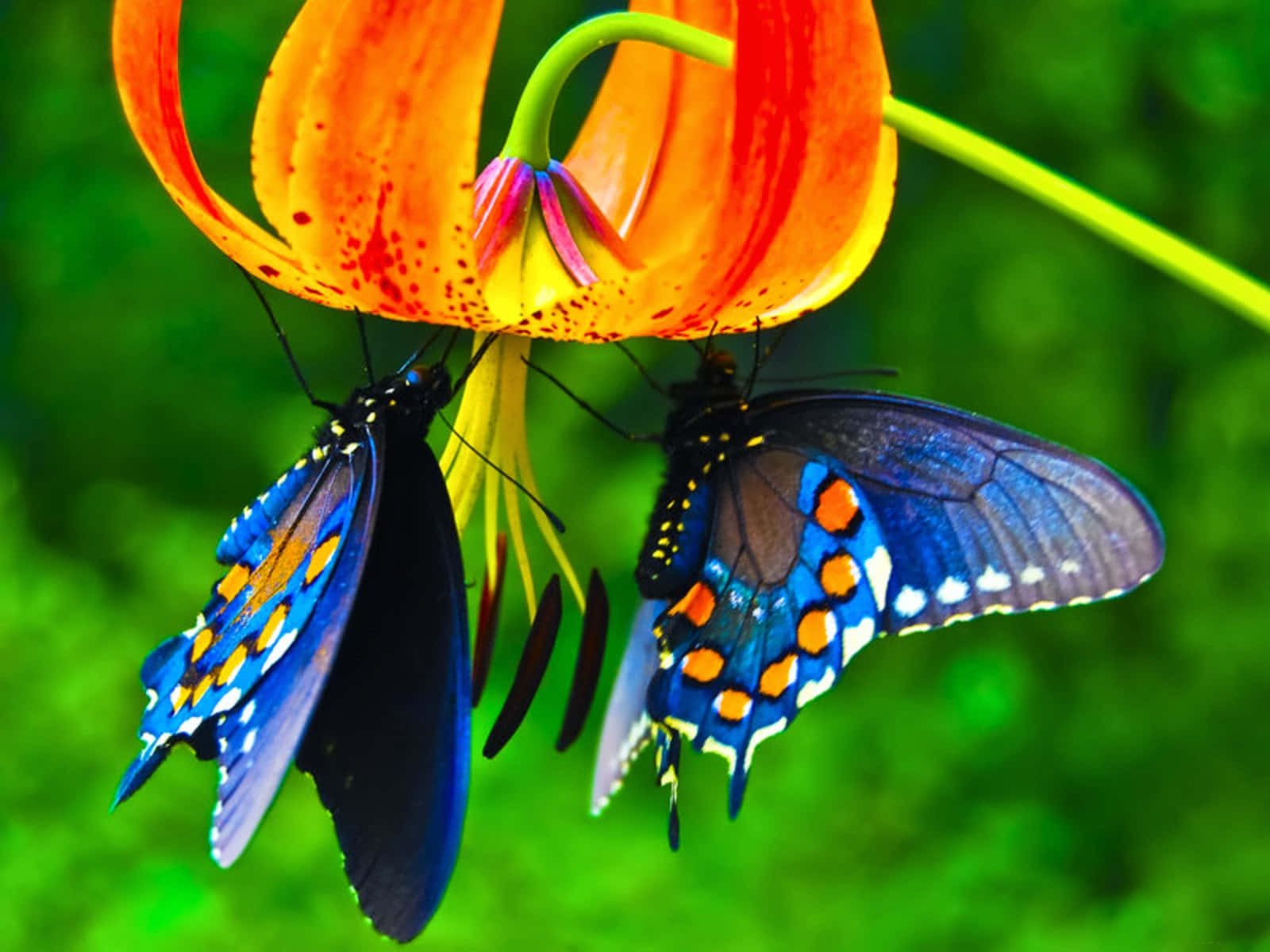 Colorful varieties of butterfly species from around the world Wallpaper