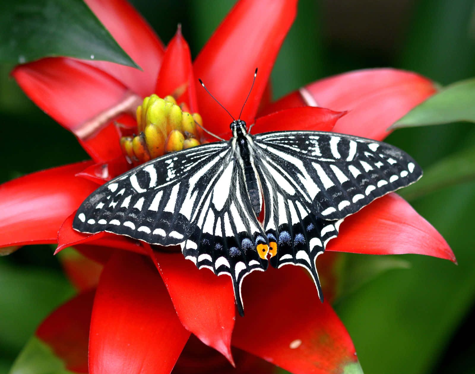 "A colorful butterfly species - A symbol of beauty, freedom and transformation" Wallpaper