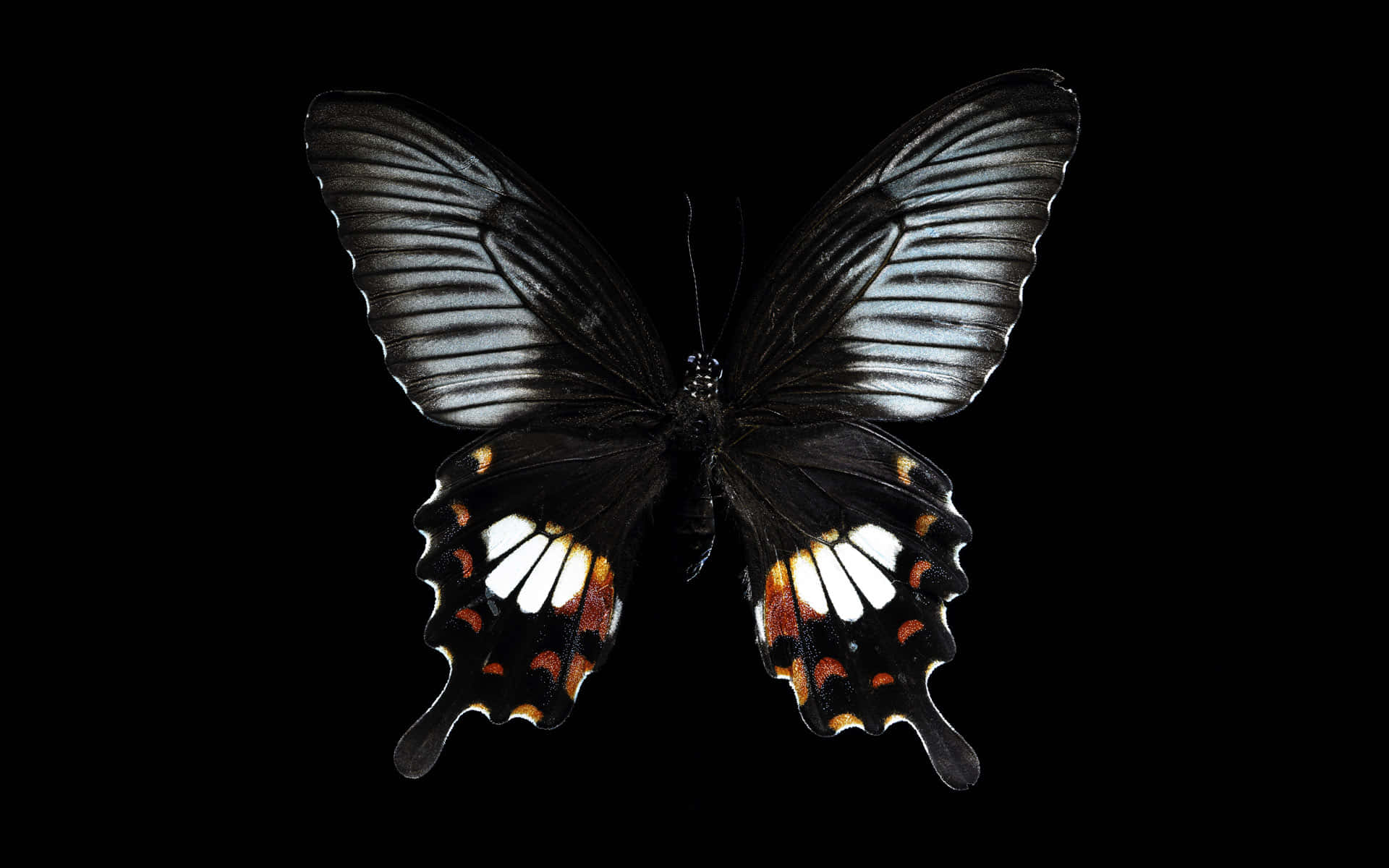 Unaespecie De Mariposa Colorida Encontrada En Un Prado. Fondo de pantalla