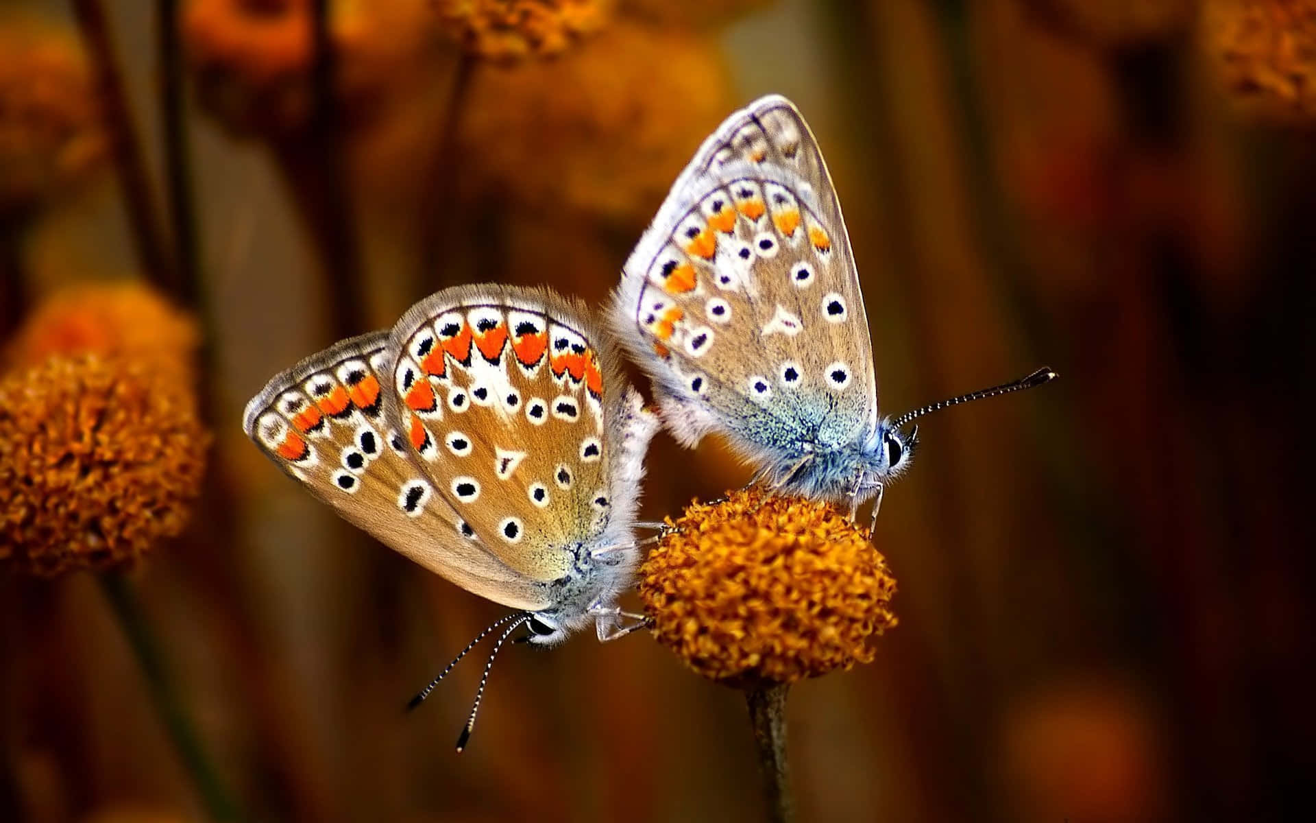 A Rare and Beautiful Butterfly Species Wallpaper