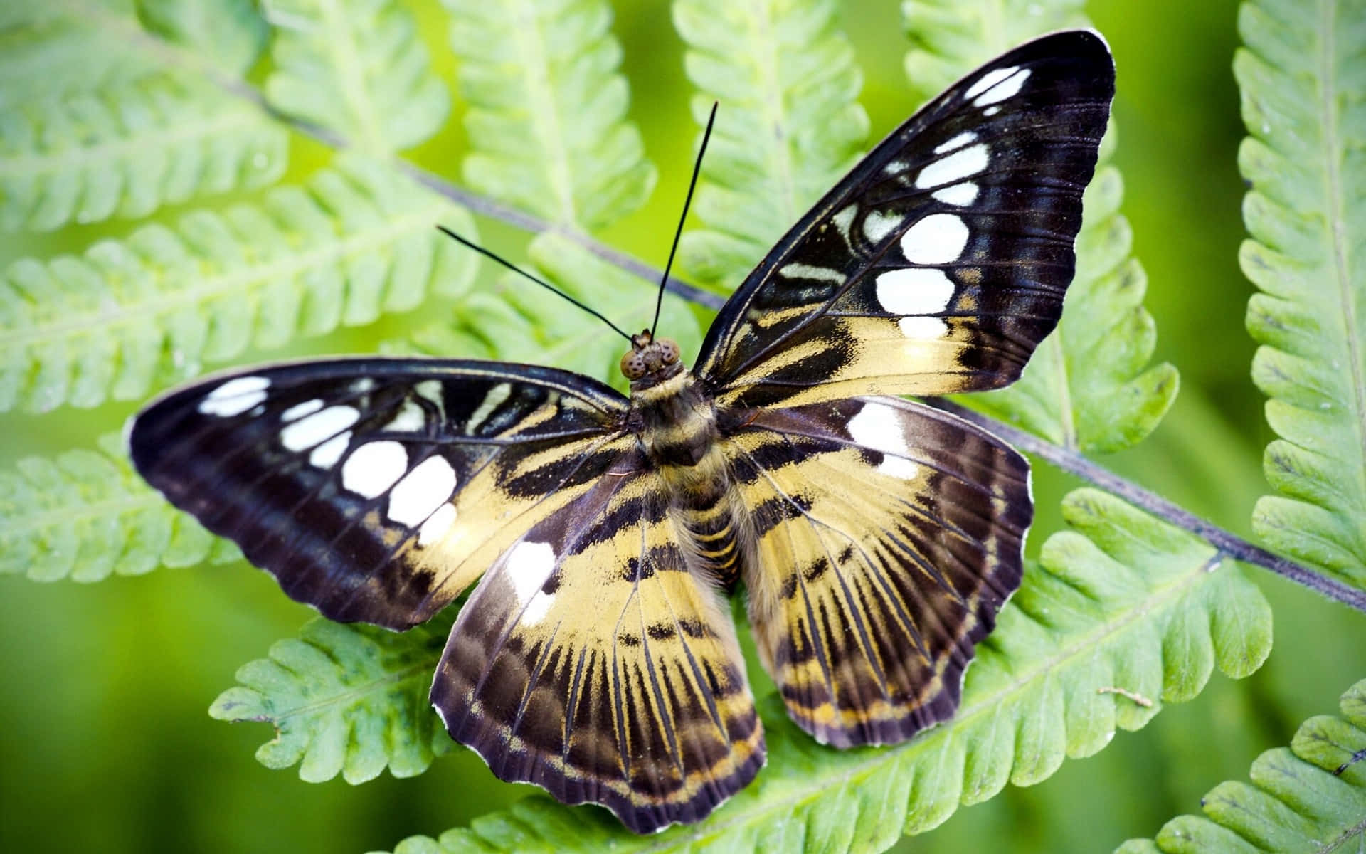47,364 Butterfly Species Royalty-Free Images, Stock Photos
