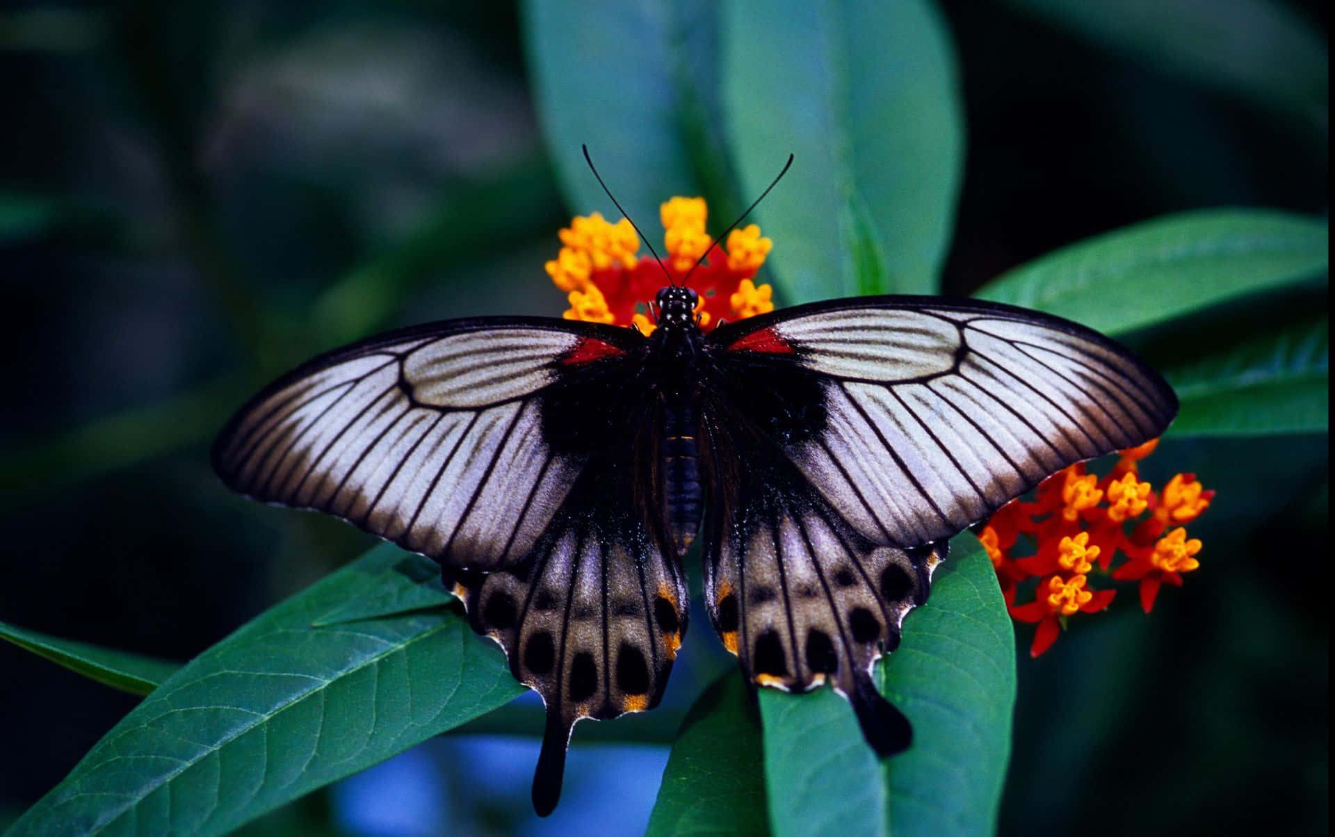 "The Incredible Variety of Butterfly Species" Wallpaper