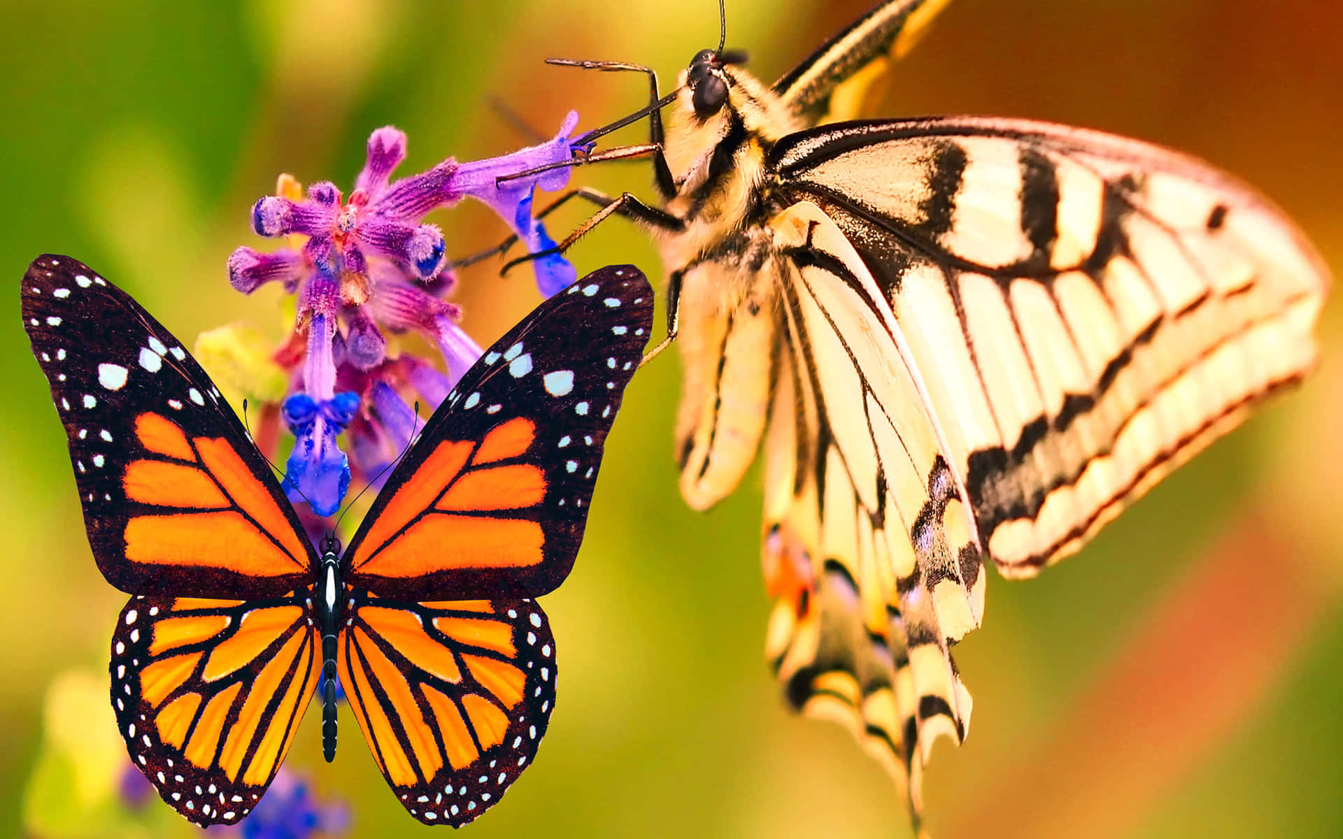 A beautiful Monarch Butterfly" Wallpaper