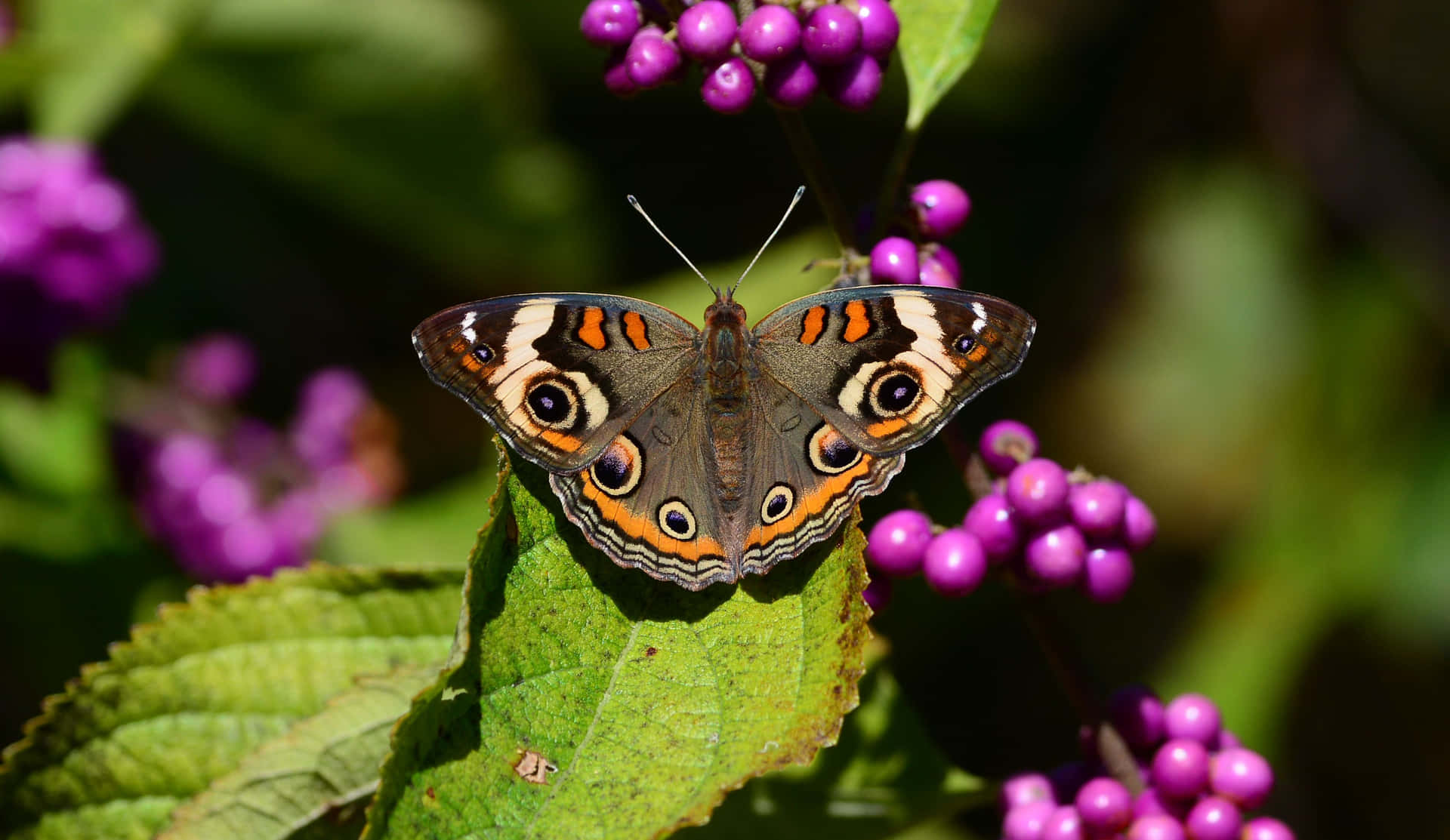 A hundred species of butterflies speak a language of beauty Wallpaper