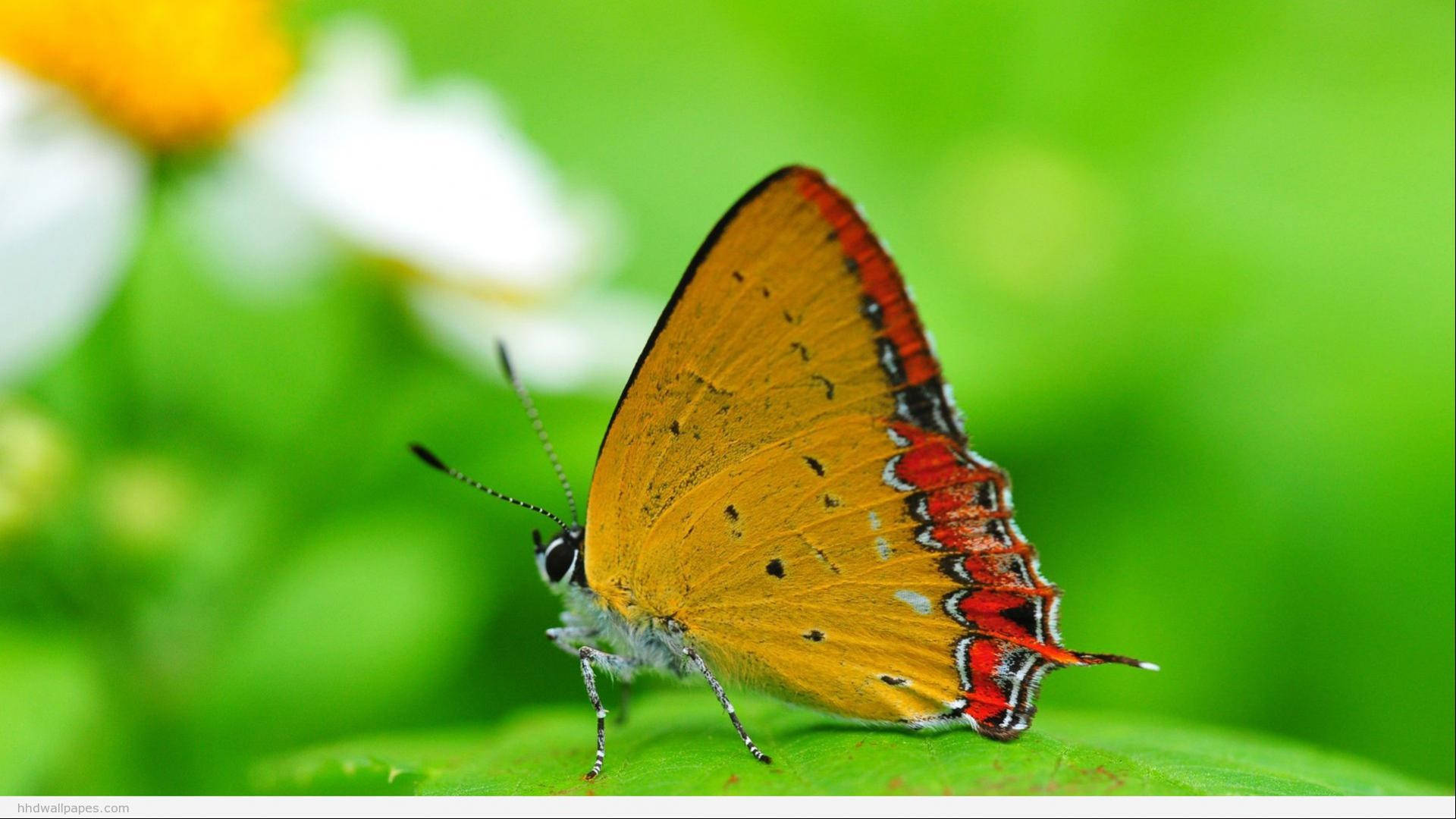 Butterfly Summer Desktop Wallpaper