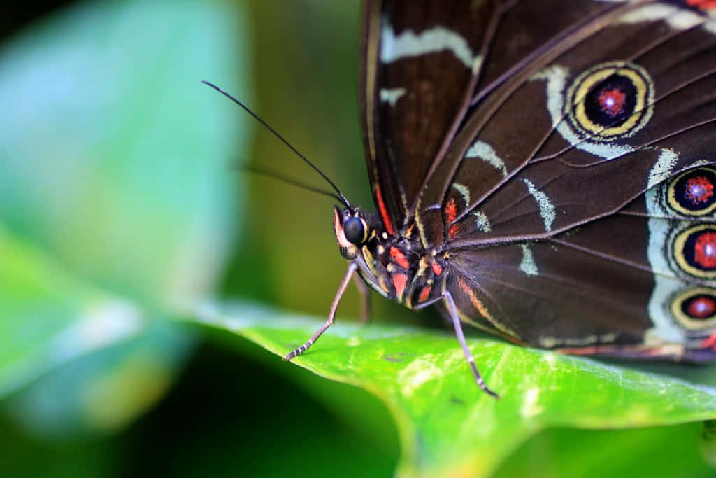 Neem Een Pauze Van Je Dagelijkse Routine En Geniet Van Vlinder Spotten Achtergrond