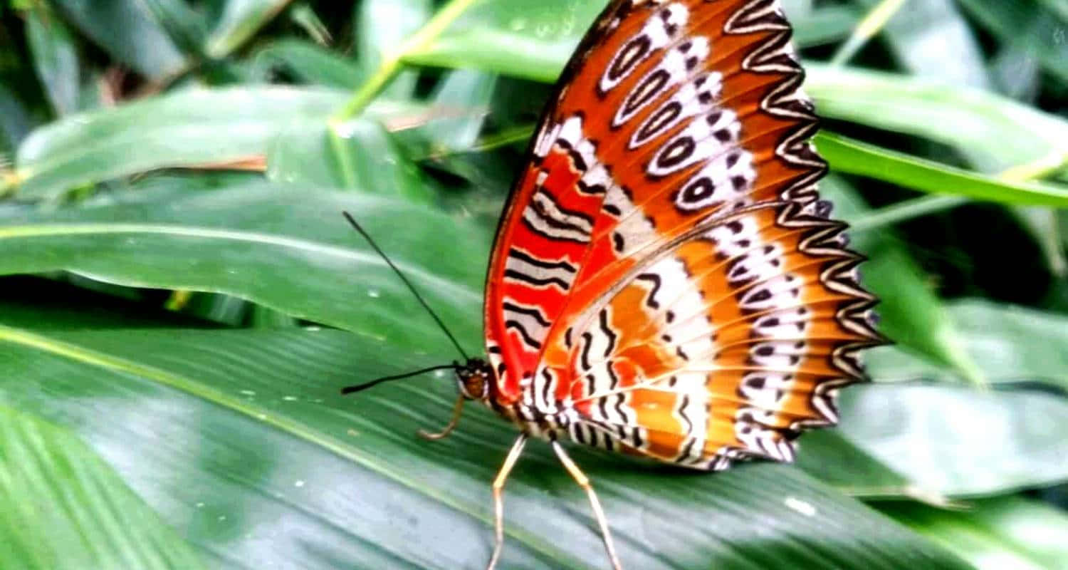 Enjoy the beauty and wonder of butterflies up close. Wallpaper