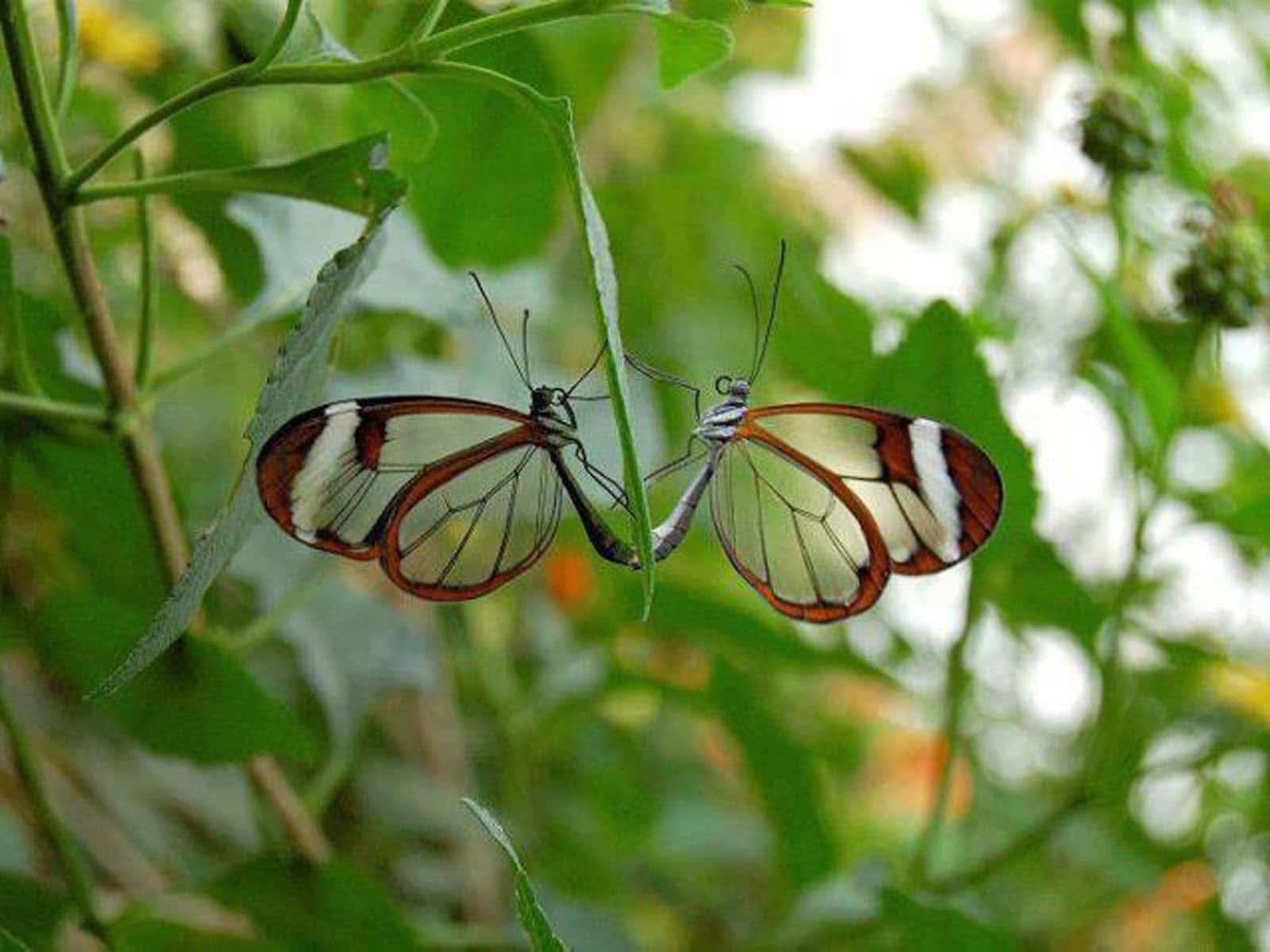 Experience the beauty of Butterfly Watching Wallpaper