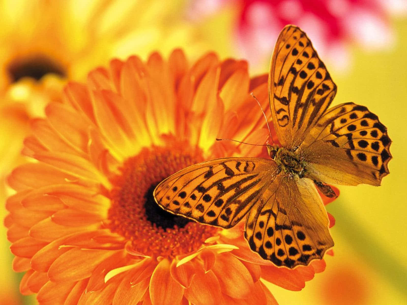 Enjoy a peaceful day of butterfly watching Wallpaper