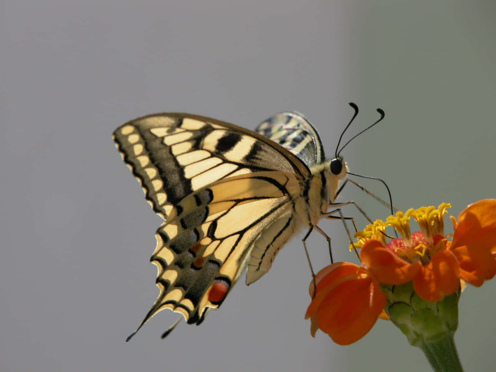 Enjoy the beauty of butterfly watching! Wallpaper