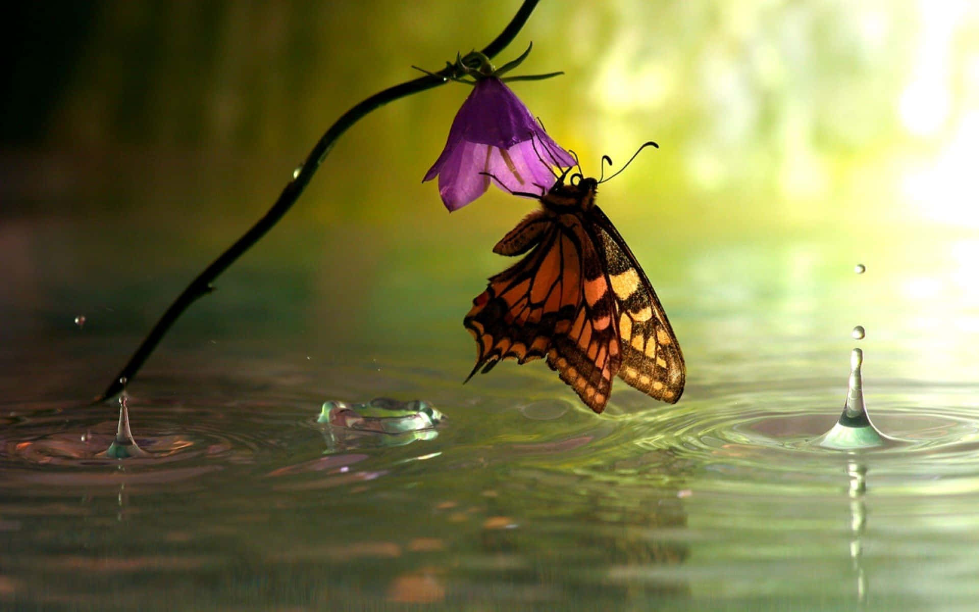 Enjoy The Beauty Of Nature With Butterfly Watching Wallpaper