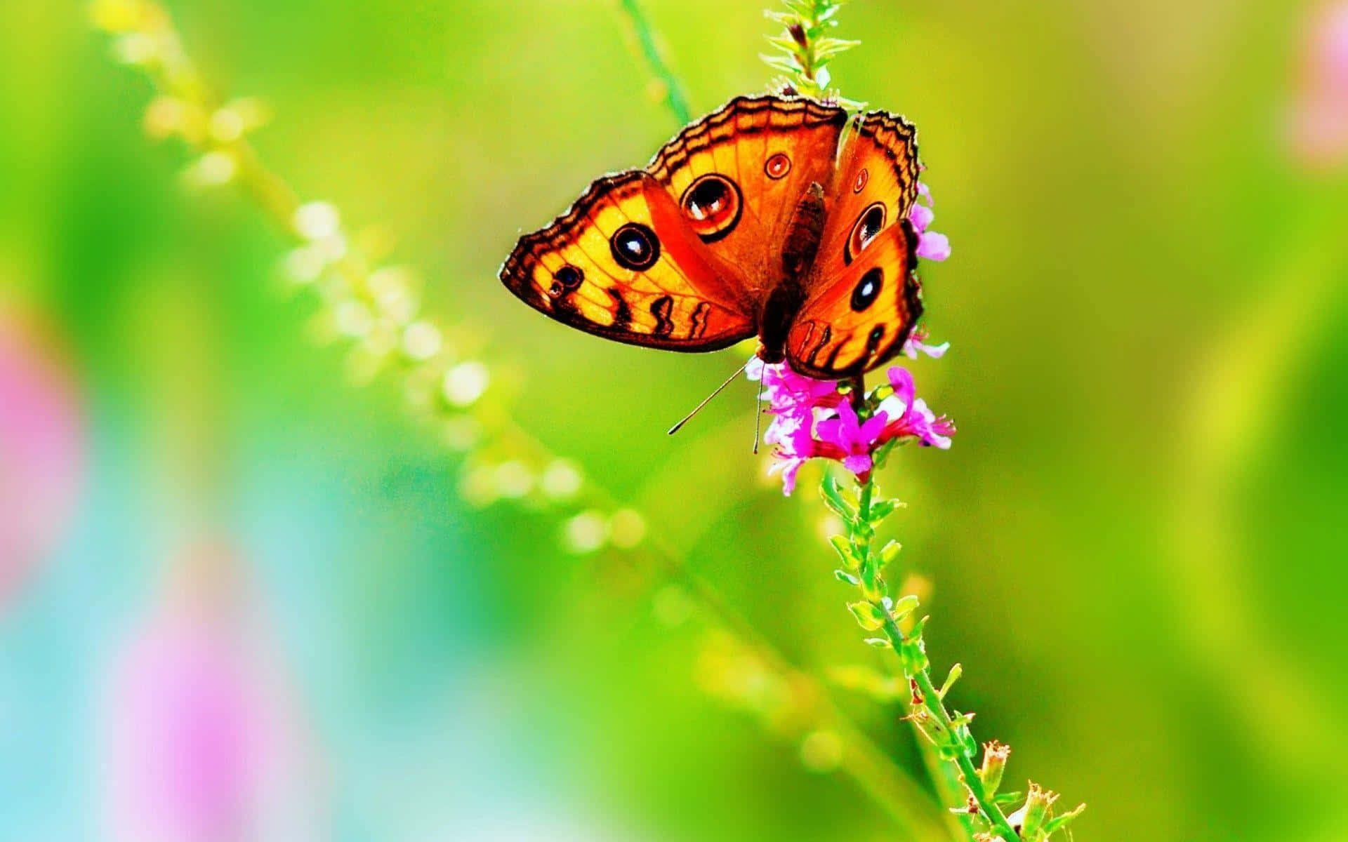 Watch the beauty of butterflies in their natural habitat Wallpaper