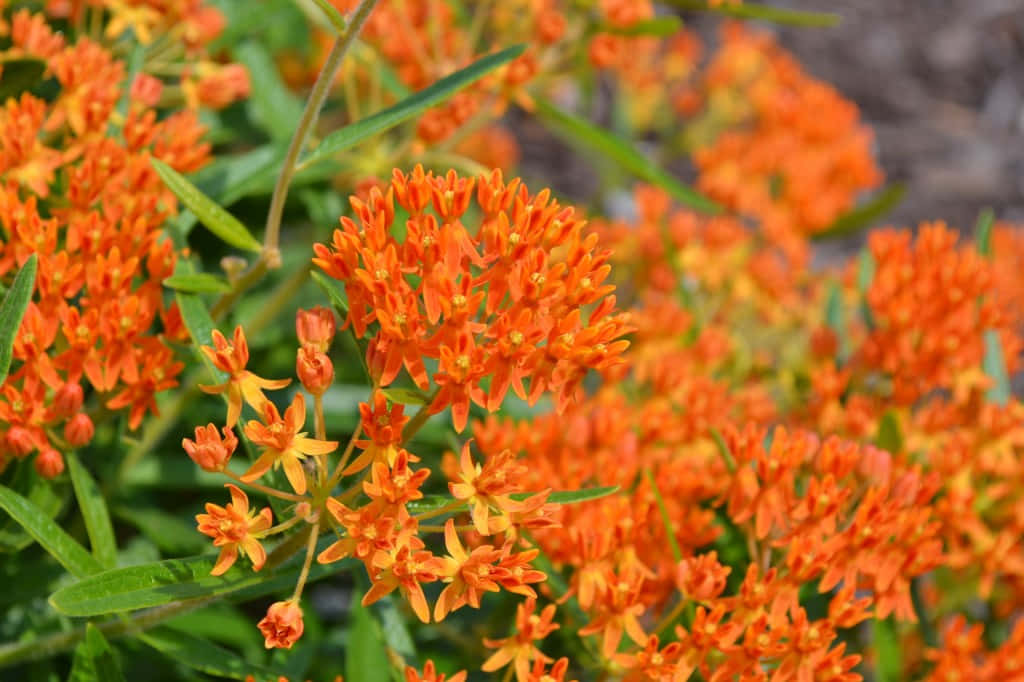 Bright orange butterfly weed illuminated by the morning sun Wallpaper