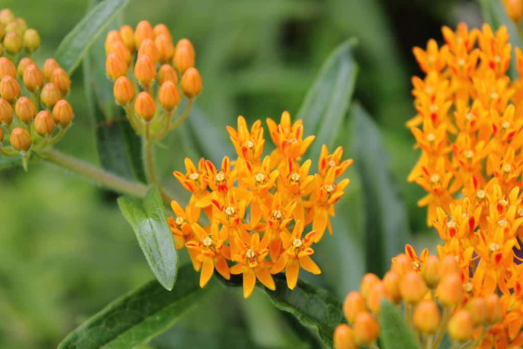 Blooming butterfly weed among a field of green Wallpaper