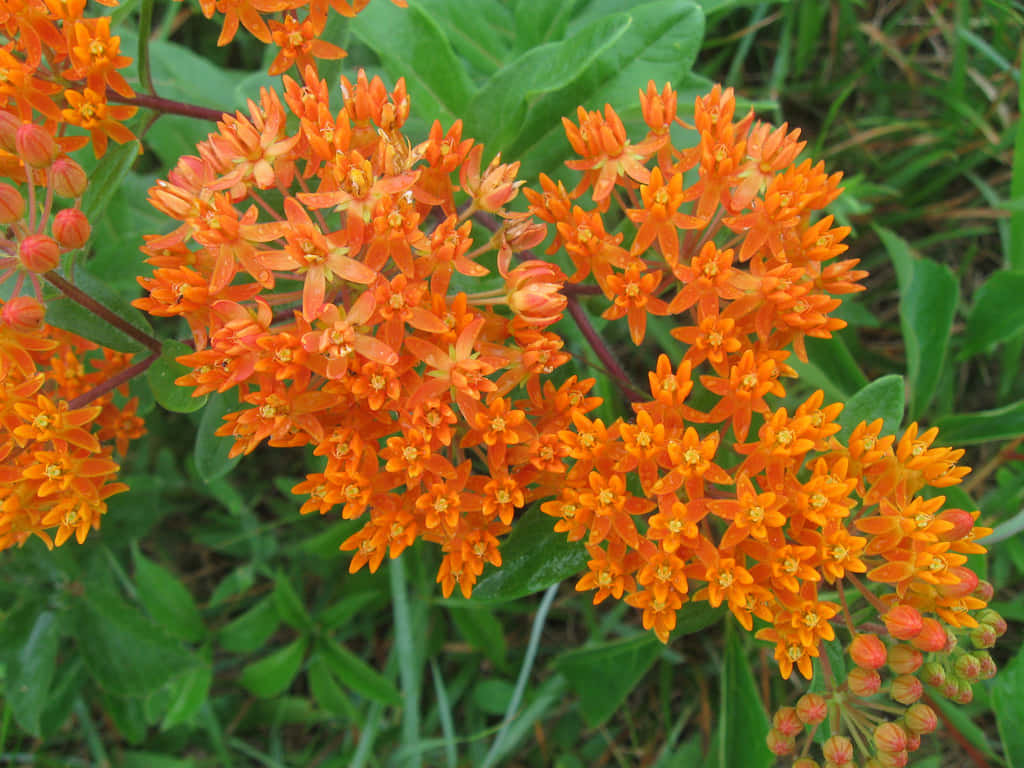 A vibrant orange Butterfly Weed to add color and life to your garden Wallpaper