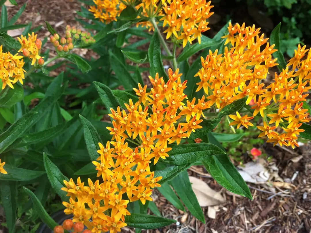 Bright Yellow Blooms of Butterfly Weed Wallpaper