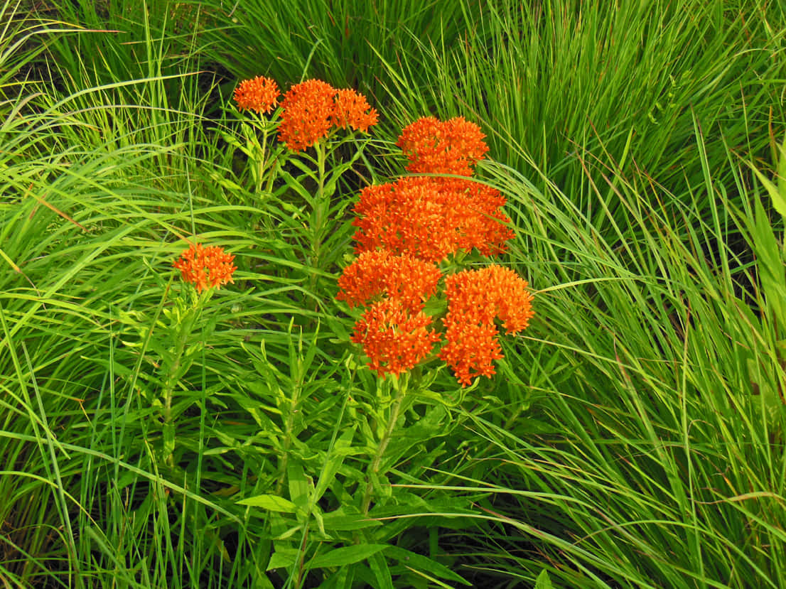 Butterfly Weed - The perfect way to create vibrant outdoor spaces" Wallpaper
