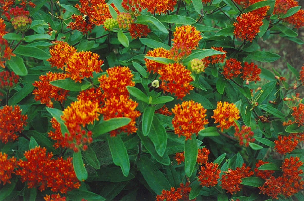 Enjoy the colorful beauty of Butterfly Weed Wallpaper