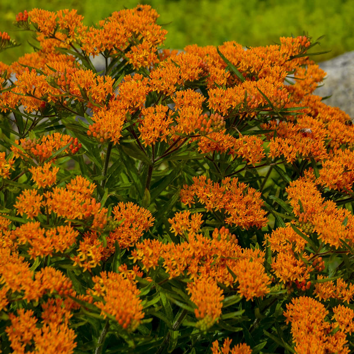 Colorful Butterfly Weed blooming in summer. Wallpaper