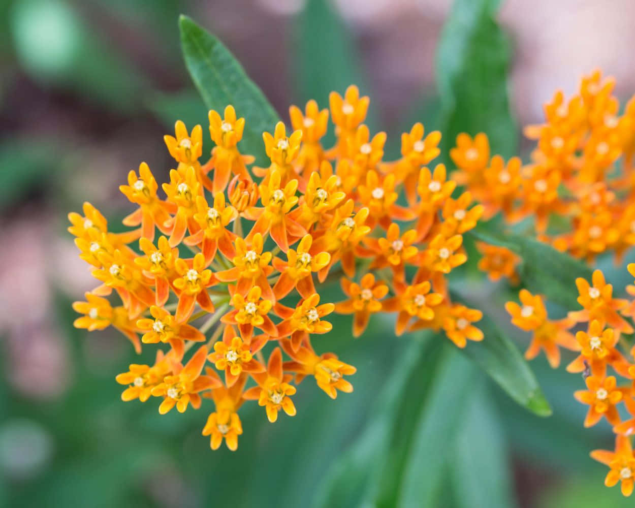 The beautiful butterfly weed on a sunny day Wallpaper