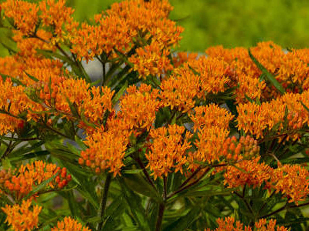 A monarch butterfly enjoys a meal of nectar from the butterfly weed" Wallpaper