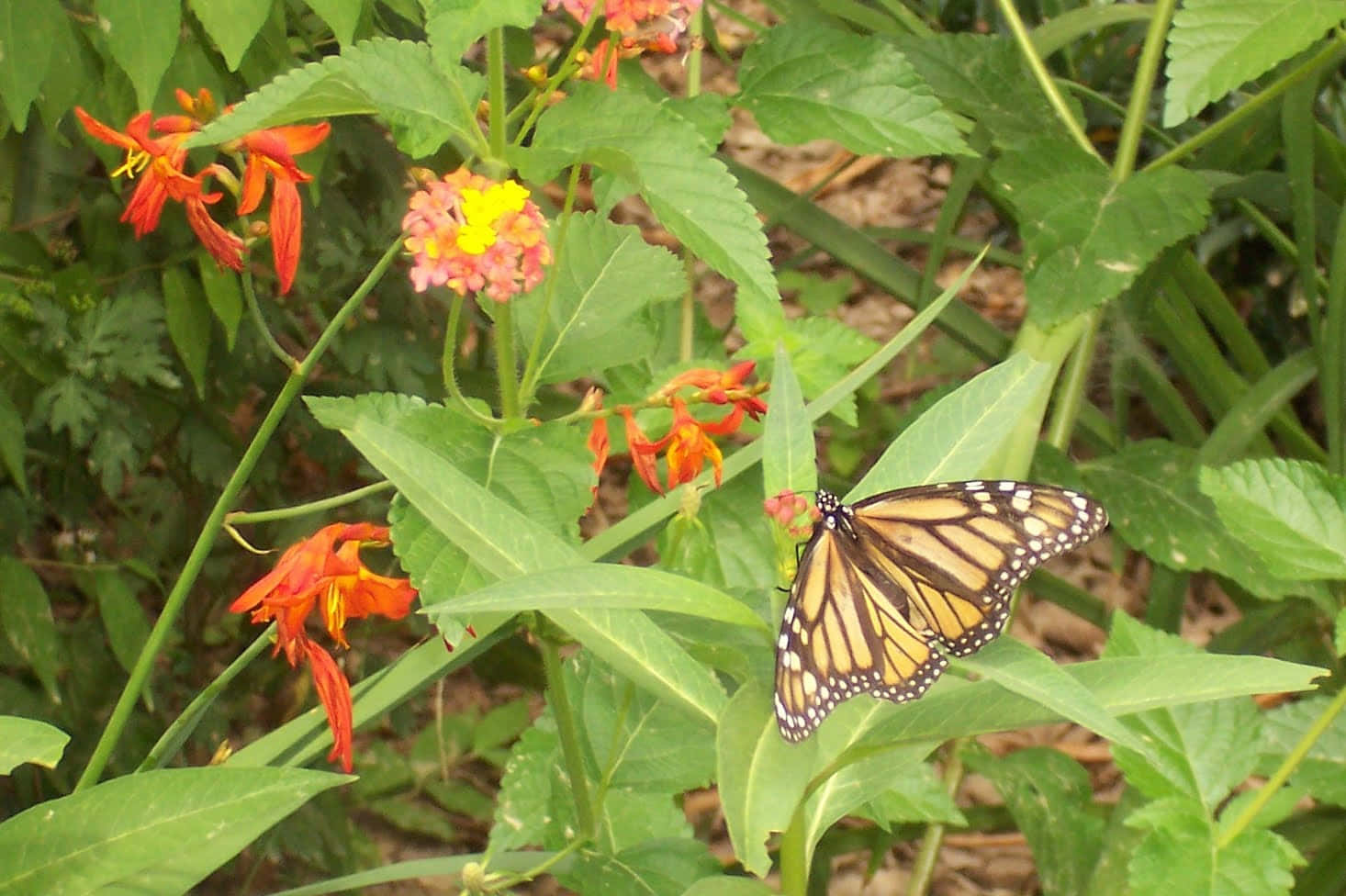 Butterfly weed adding color and texture to the garden Wallpaper