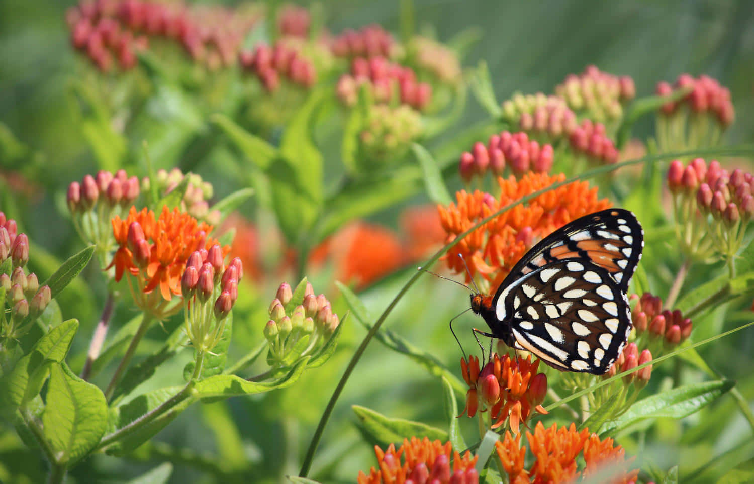 A vibrant field of Butterfly Weed. Wallpaper