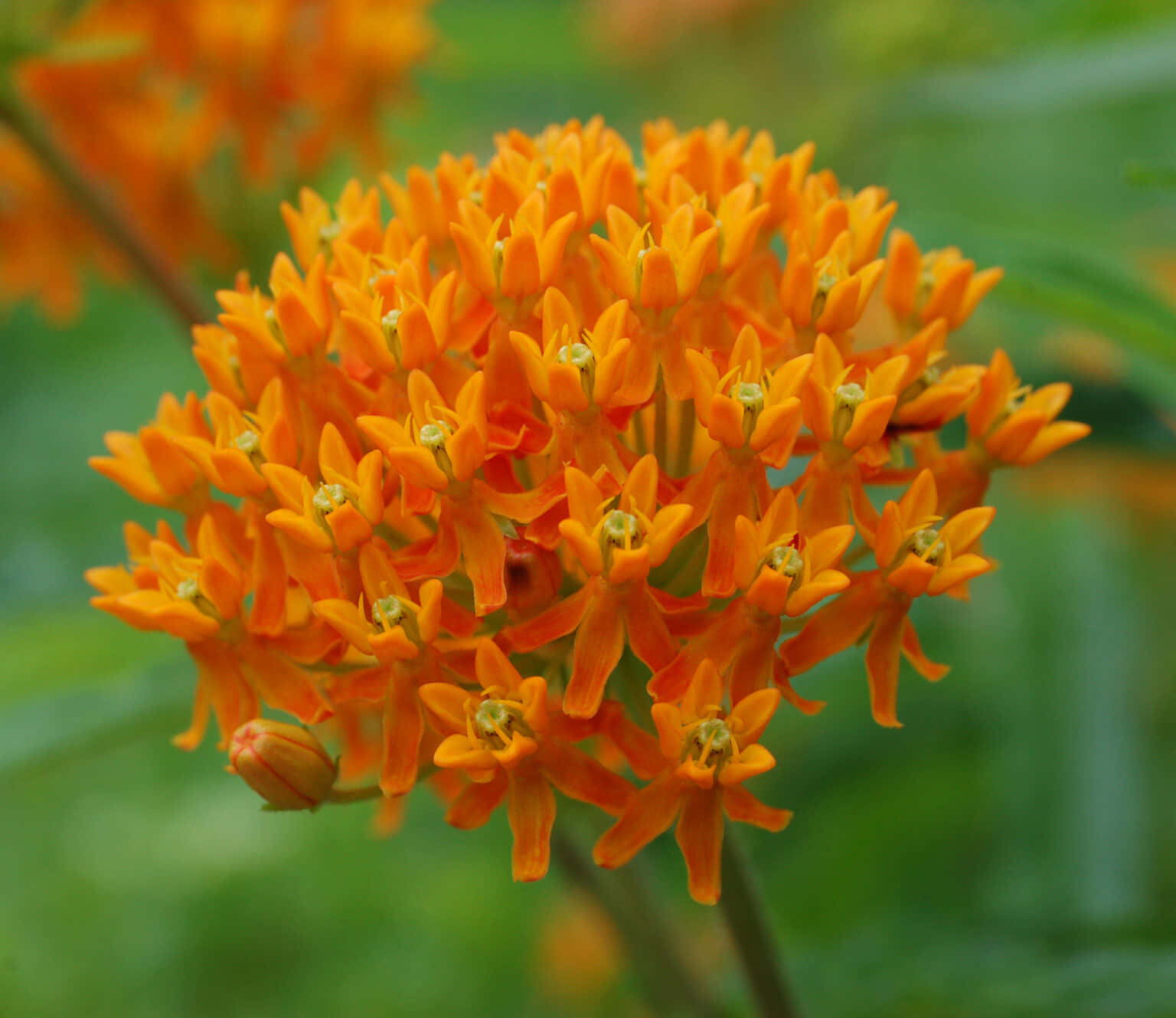 A field of vibrant Butterfly Weed blooms in harmony Wallpaper