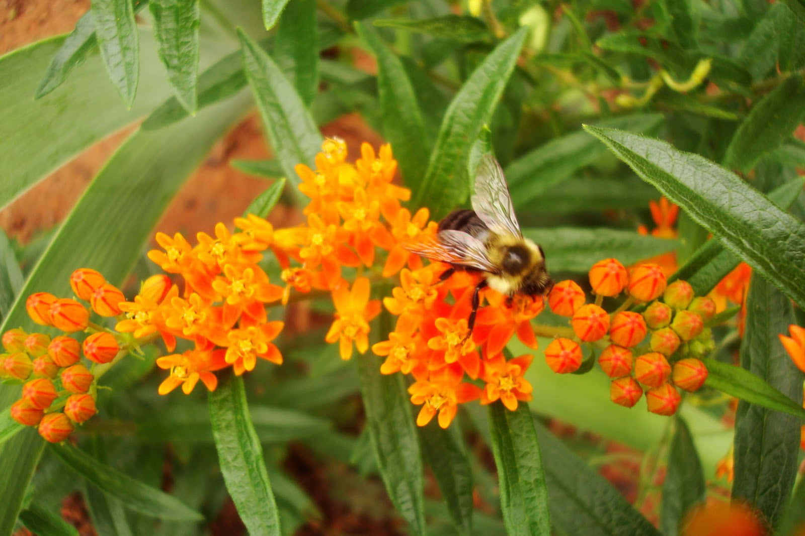 Look how vibrant and beautiful the orange Butterfly Weed flower is set against the clear blue sky Wallpaper