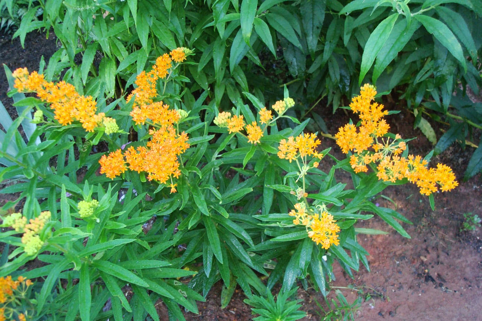 "Butterfly Weed On A Sunny Day" Wallpaper