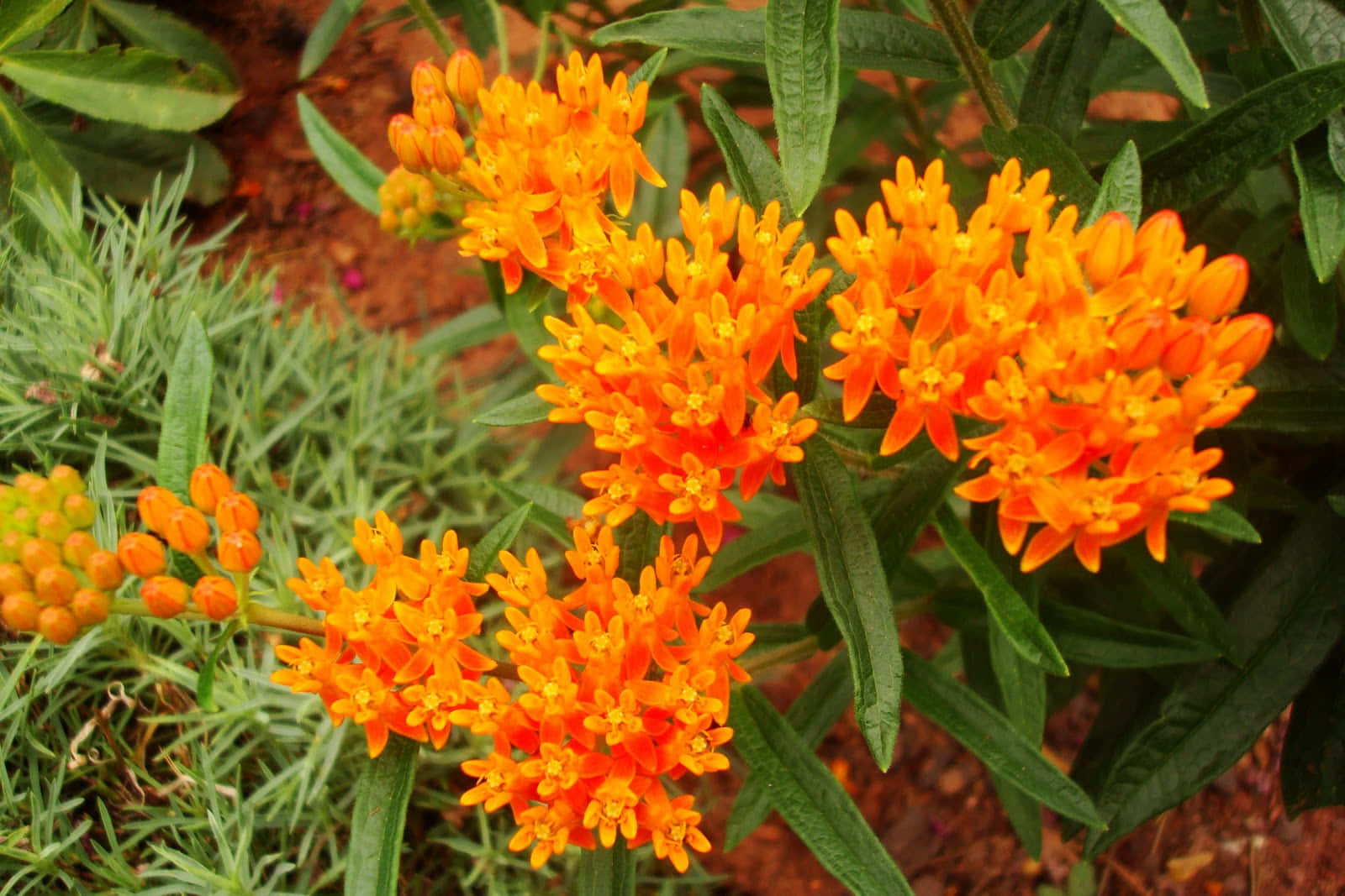 Bright and beautiful Butterfly Weed blooming in the garden Wallpaper