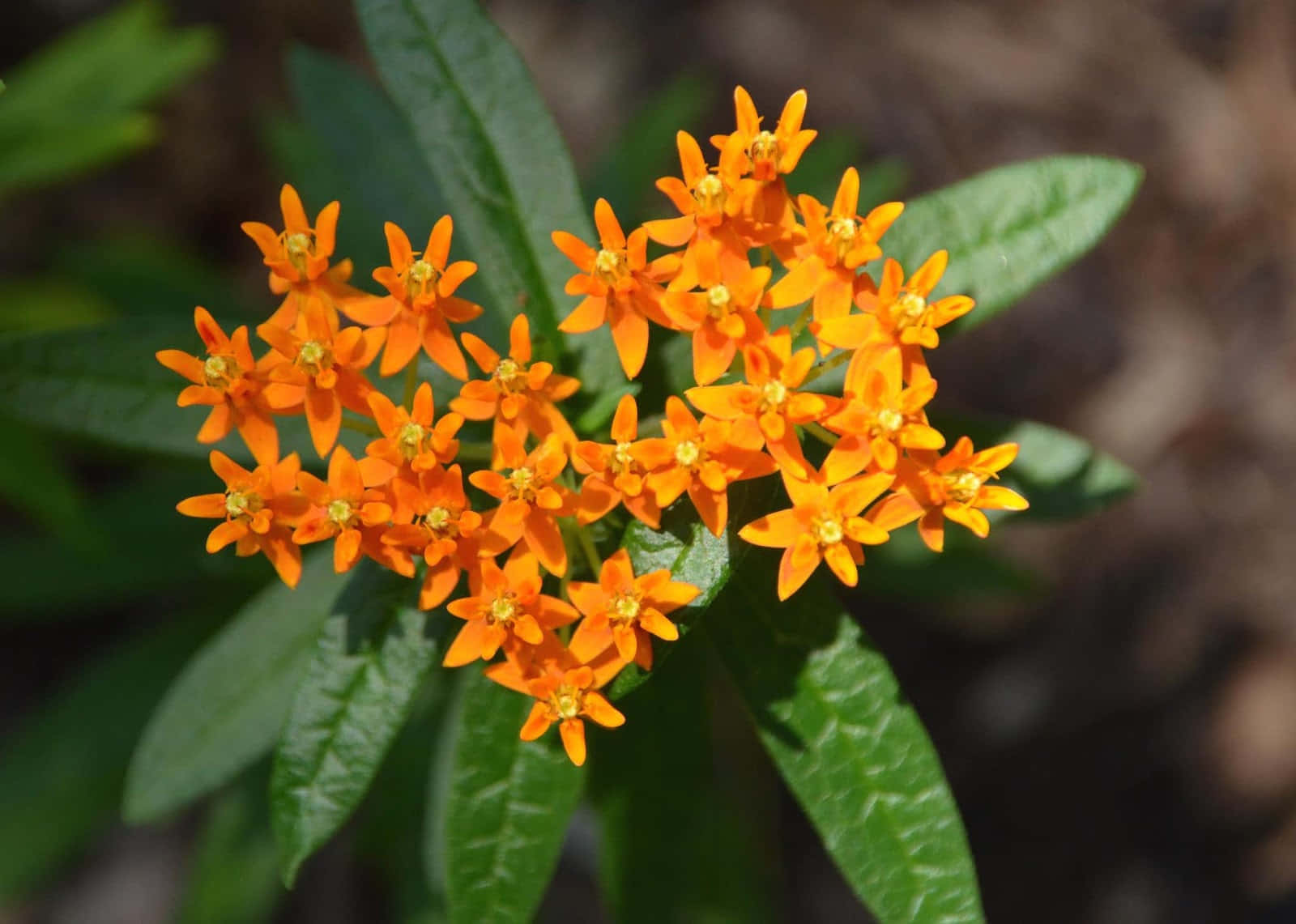 A vividly vibrant butterfly weed plant in bloom Wallpaper