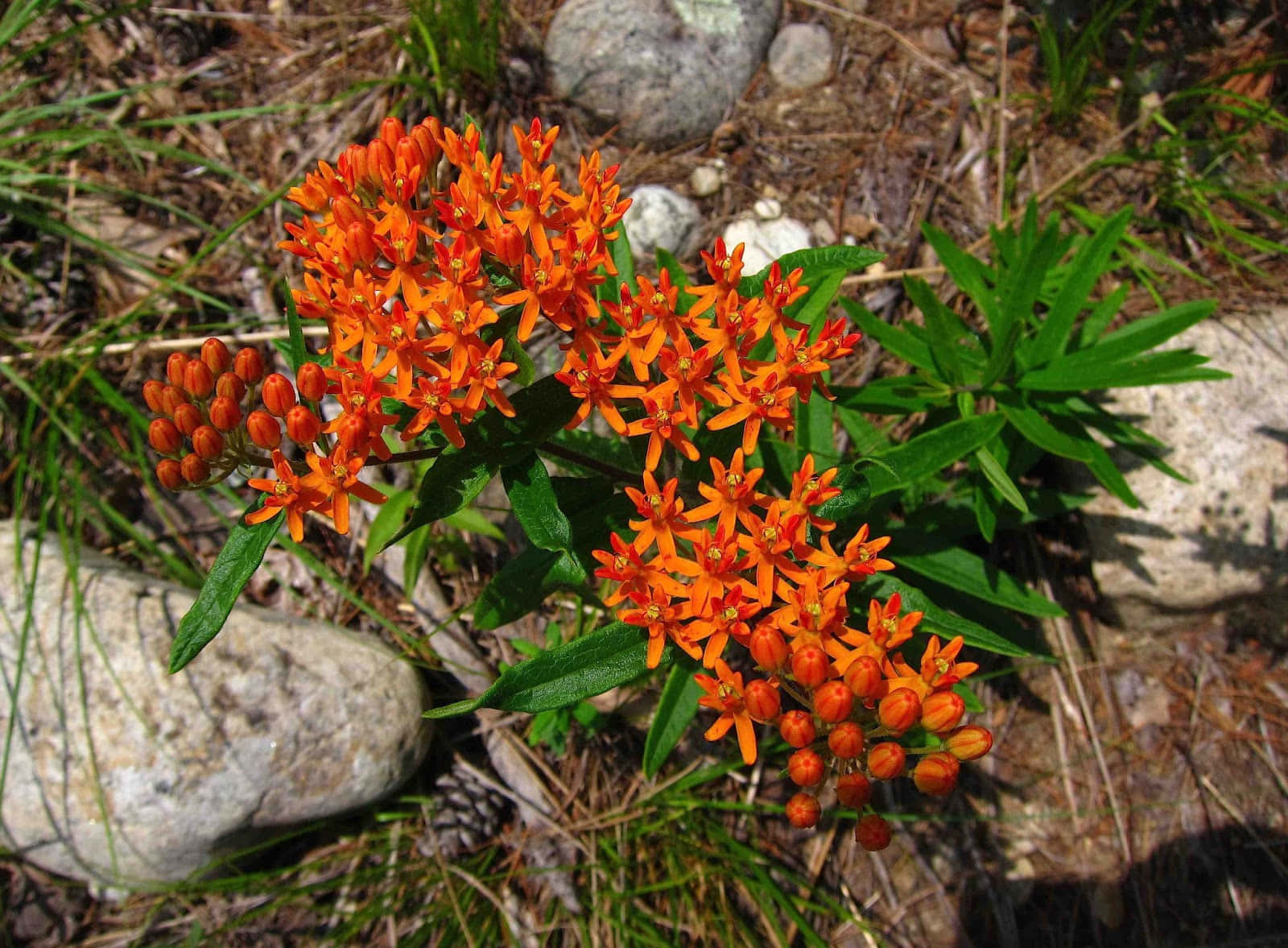 Enjoy the vibrant colors of butterfly weed in the warmth of summer. Wallpaper