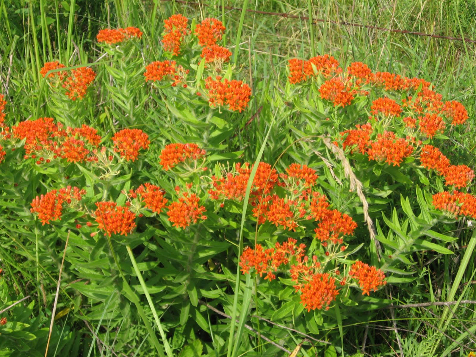 The Beautiful Butterfly Weed Plant Wallpaper