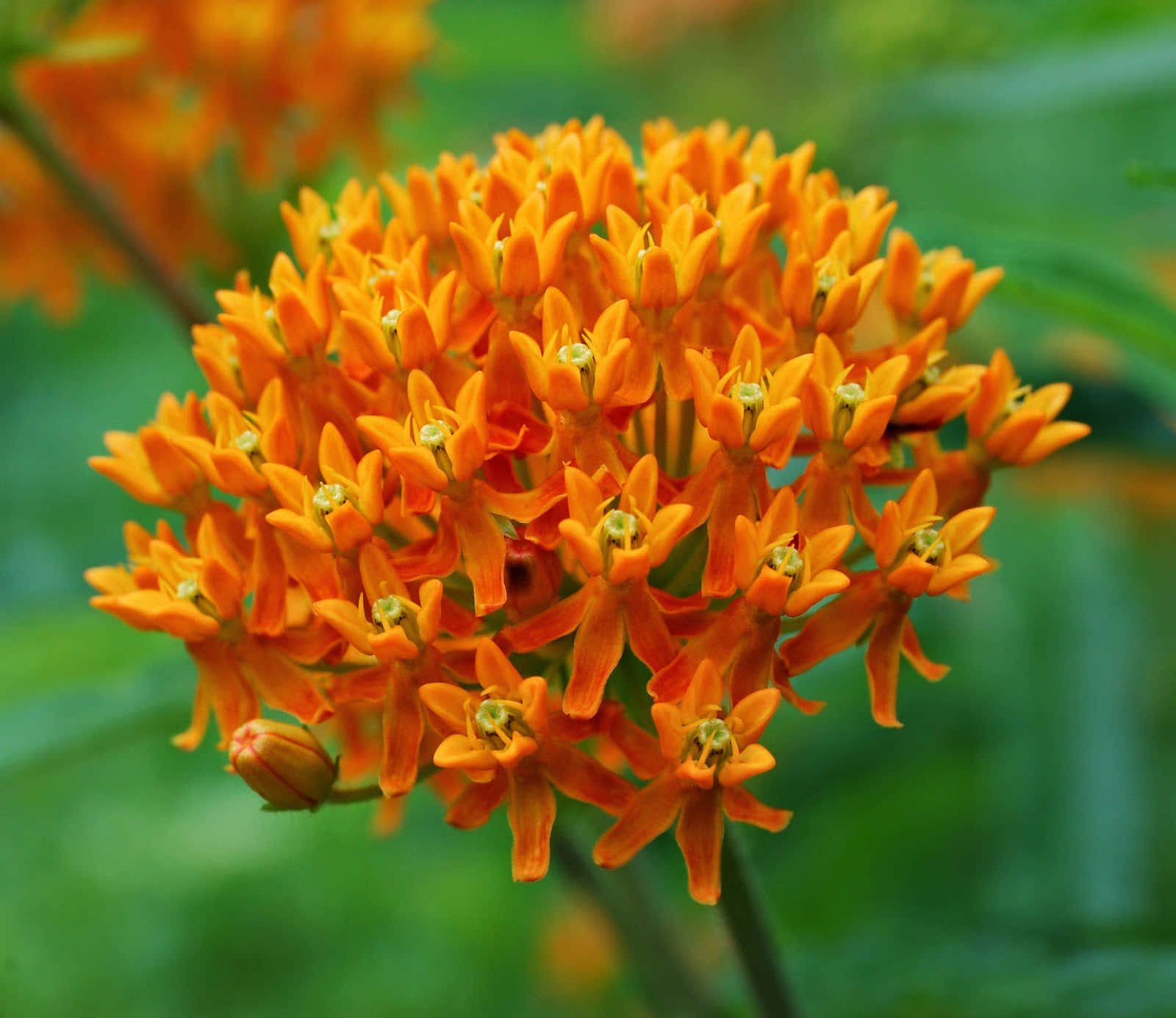 Een Levendige Cluster Van Oranje Vlinderbloem. Achtergrond