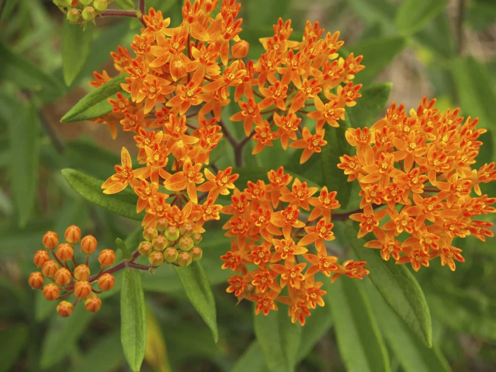 Bright, Cheerful Butterfly Weed Inviting Butterflies Wallpaper