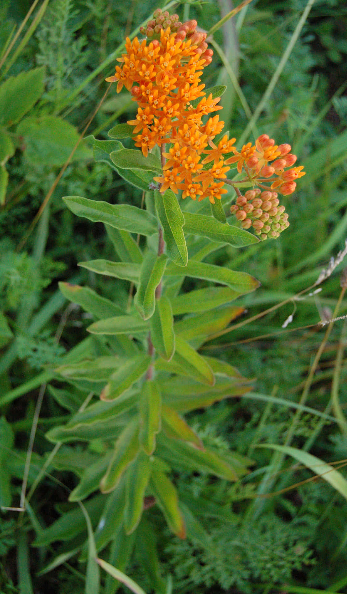 A captivatingly bright garden of Butterfly Weed. Wallpaper