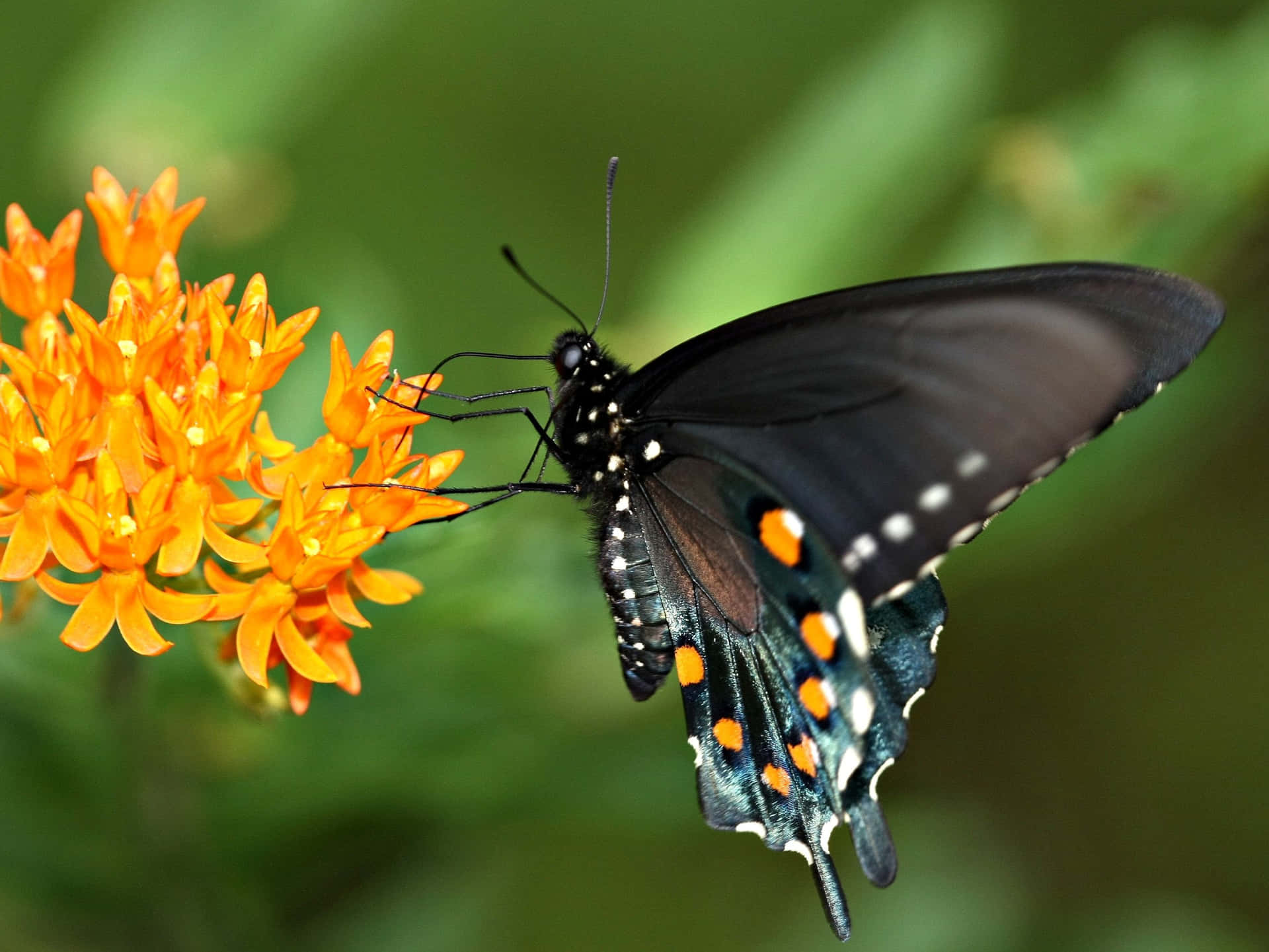 Find your Bliss with a Butterfly Weed Wallpaper