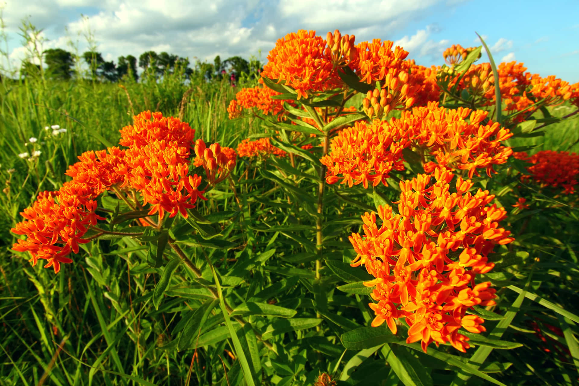 Wild and beautiful butterfly weed in all its bright colors left untouched in nature. Wallpaper