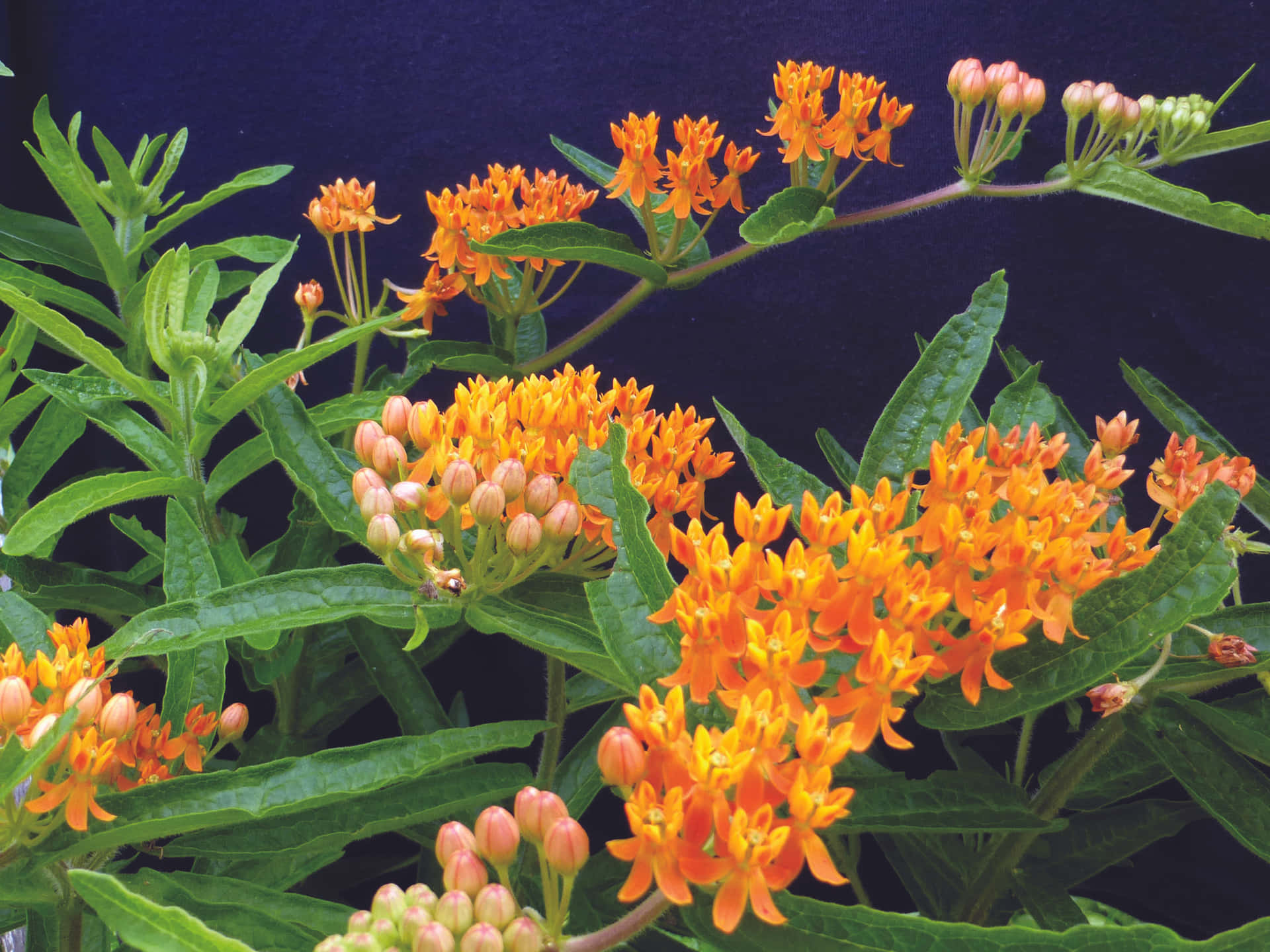 Colorful Delight: Butterfly Weed in Full Bloom Wallpaper
