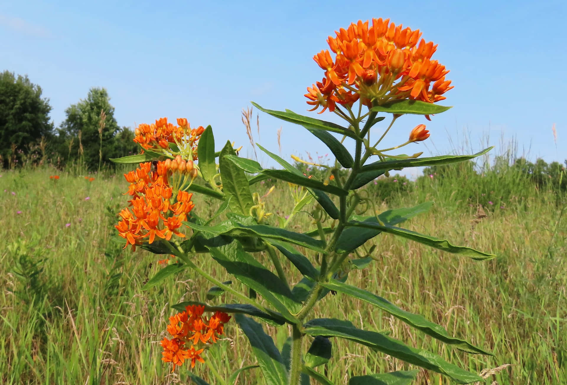 The captivating orange flowers of the Butterfly Weed plant Wallpaper