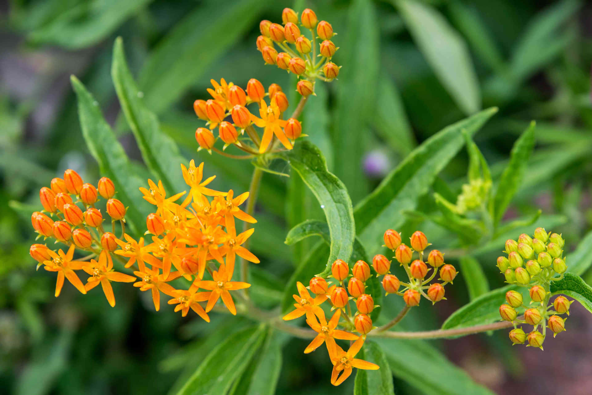 Showy yellow and orange blooms of the butterfly weed wild flower are an eye-catching addition to any garden Wallpaper