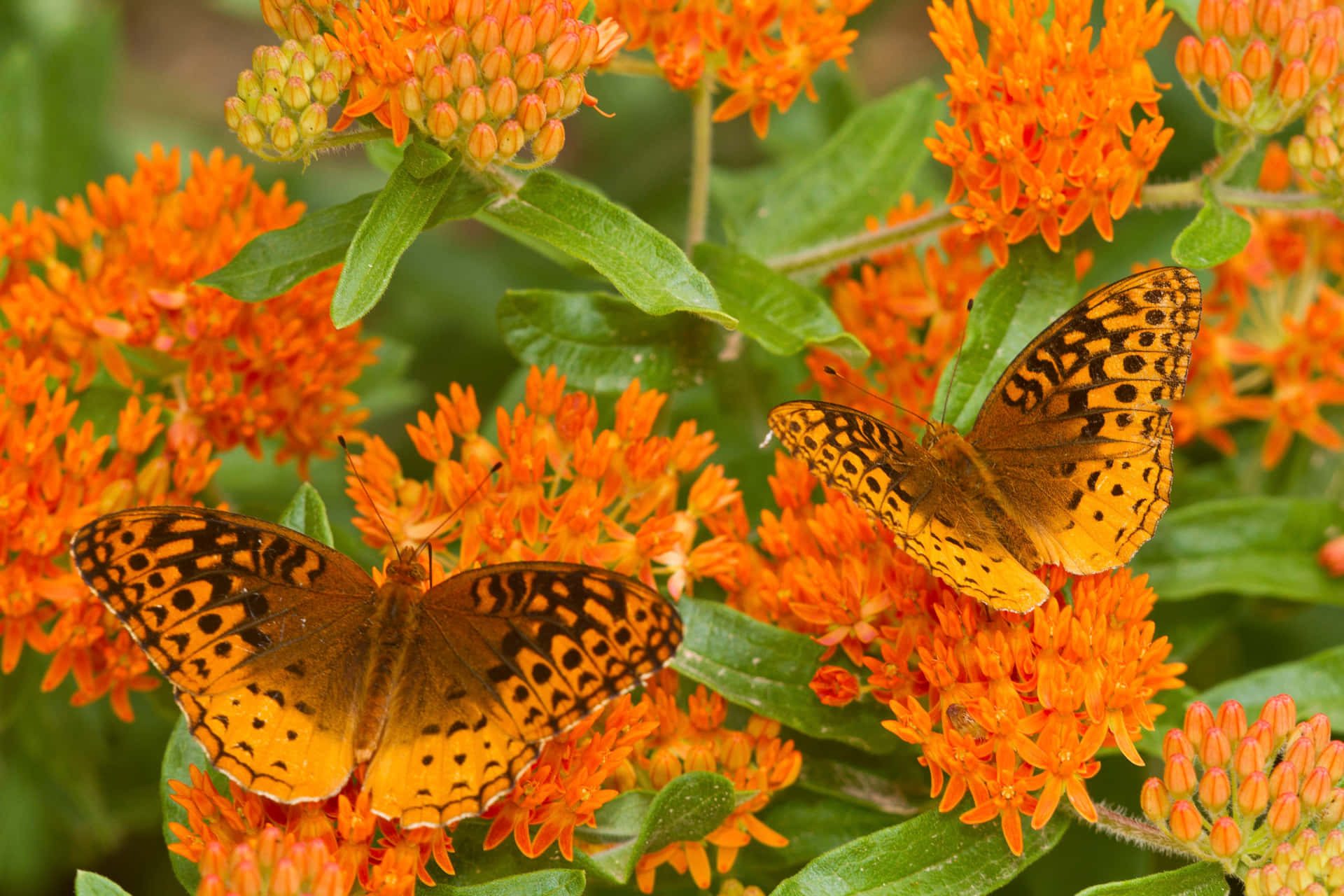 The vibrant colors of the Butterfly Weed flower. Wallpaper