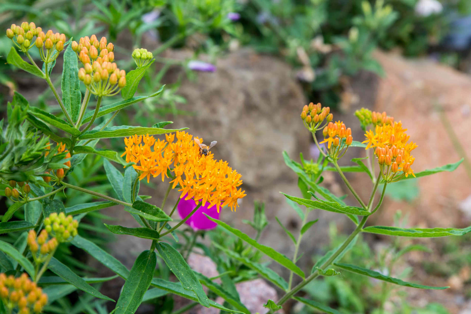 A colorful butterfly weed up close Wallpaper